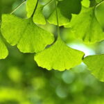 Ginkgo-Biloba-Powder-