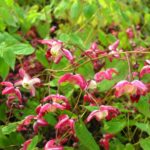 Horny Goat Weed Extract