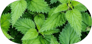 Nettle Root