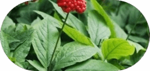 Panax Ginseng