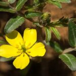 Tribulus-Terrestris-Extract-